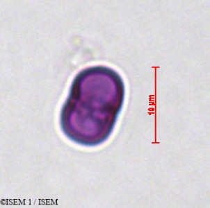 Cynoglossum cheirifolium - lame n° 29273